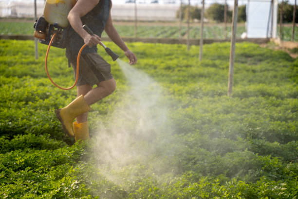 Best Emergency Pest Control  in Fairwood, WA