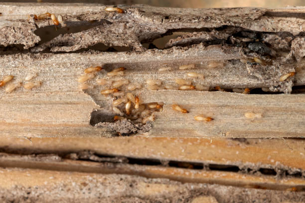 Pest Control Cost in Fairwood, WA